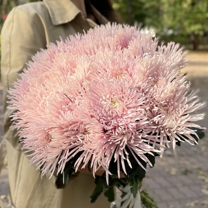 Хризантема  игольчатая сиреневая Каприоль